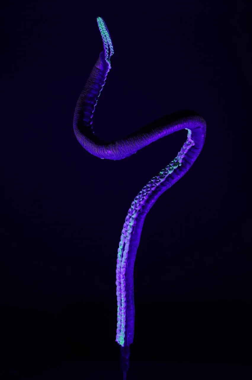 5ft Long Poseable Glow Giant Octopus Tentacle